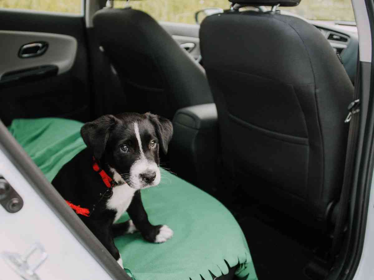 Transporte de animais em veículos cachorro no banco traseiro do carro.